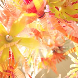 Cellofan - Cellofan vous souhaite un "Happy Day"